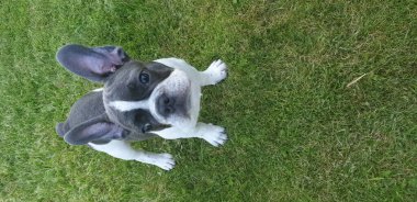 Beyaz köpek fransız buldog yeşil bir çayırda gözleri ve kulaklarıyla oynuyor, yakın plan..