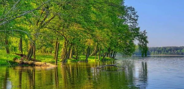 Красивий Краєвид Річкою Зеленими Деревами — стокове фото