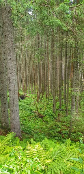 Camino Bosque Hierba Verde —  Fotos de Stock