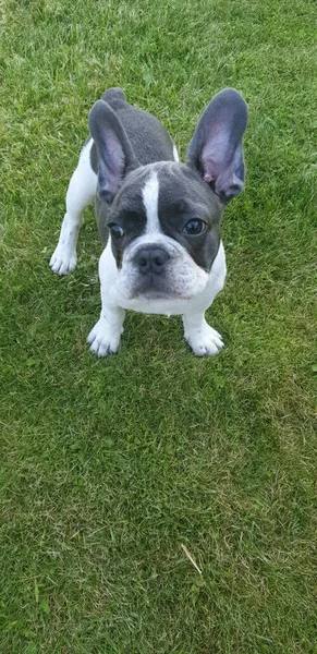 Blanco Perro Francés Buldog Jugando Con Sus Ojos Oídos Prado —  Fotos de Stock