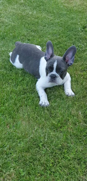 Divertente Francese Buldog Cucciolo Trova Sun Erba Verde — Foto Stock