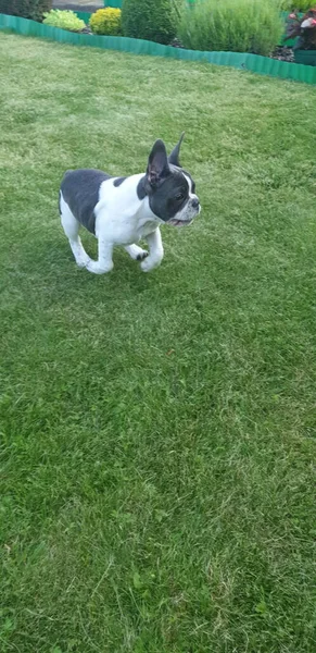 Pequeño Perrito Buldog Francés Corriendo Sobre Hierba Verde Mirando Prado — Foto de Stock