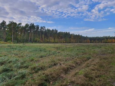 Çam ormanı, güneş, ağaçlar ve bulutlu mavi gökyüzü olan bir manzara.
