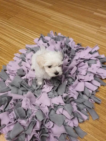 Little Maltese Sits Floor — Stock Photo, Image