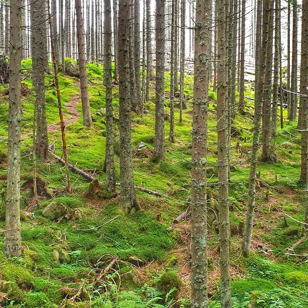 Árboles Verdes Bosque — Foto de Stock