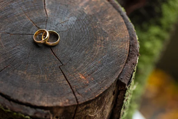 结婚戒指挂在树干上 免版税图库照片