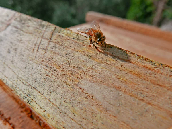 Biene über dem Makro-Detail Holz — Stockfoto