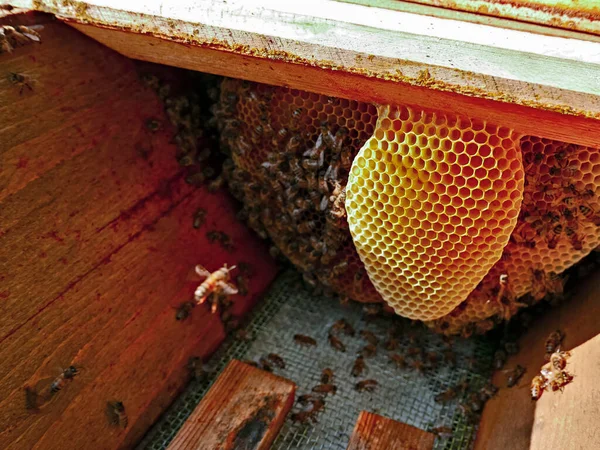 hive with breeding bee nest