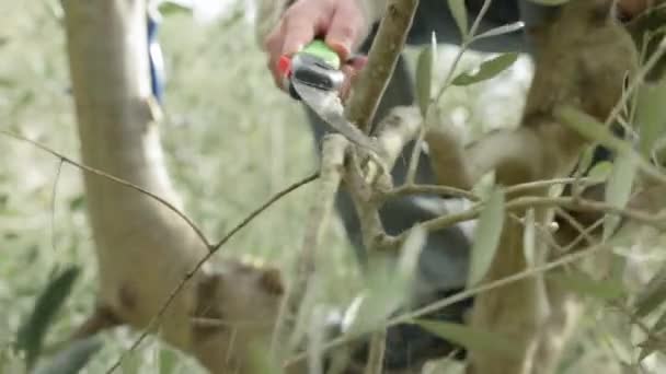 Cut and pruning of olive tree — Stock Video