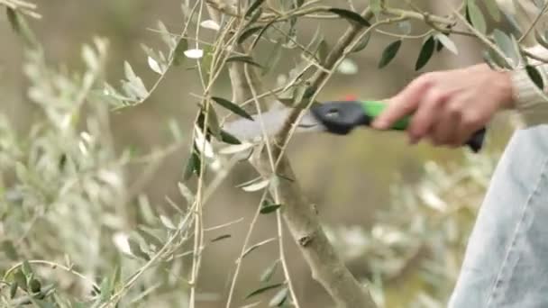 Pruning olive trees with metal saw — Stock Video