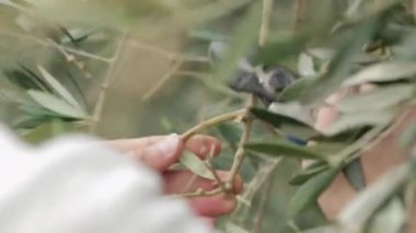 Makasla zeytin ağaçları budarlar.