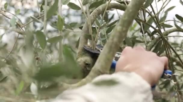 Przycinanie drzewa oliwnego z sekatorem roboczym — Wideo stockowe