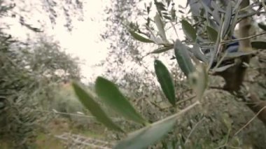 Yapraklı zeytin ağacı