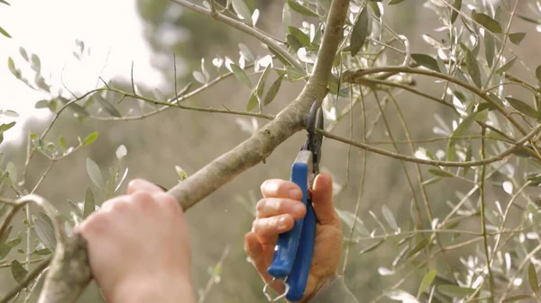 オリーブの木の掃除と剪定 ストック写真