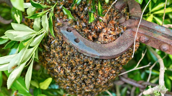 Enxame de abelhas naturais no campo — Fotografia de Stock