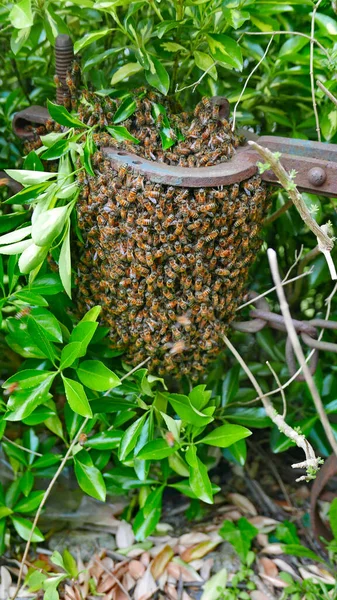 Enxame natural de abelhas no campo — Fotografia de Stock
