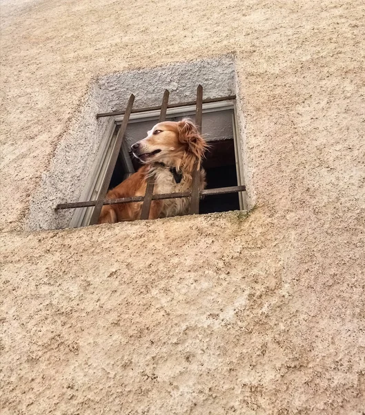 Милая собака смотрит в окно — стоковое фото