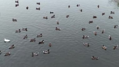 Gölde daha çok ördek yüzüyor. 