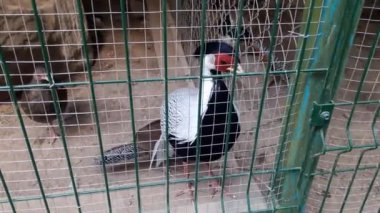 Kuş kafesinde sülün.