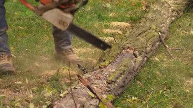 Koruyucu eldivenli bir adam devrilmiş bir ağacı testere ile keser. Kesme işleminin yakın görüntüsü testere talaşı ile 4K, 50fps.