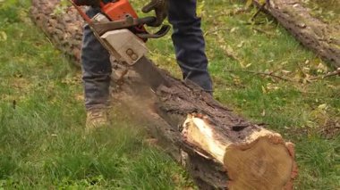 Kalın bir ağaç gövdesini elektrikli testereyle kesen bir işçinin yakın çekimi. Ormandaki ağaç kesme işlemi sırasında etrafta uçuşan talaş, 50 fps, 4K.