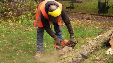 Koruyucu miğfer ve turuncu yelek giyen bir adam parkta testereyle devrilmiş bir ağacı kesiyor. Güvenlik işi konsepti, 50 fps, 4K.