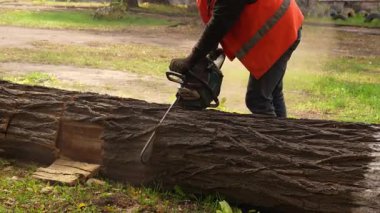 Güvenlik teçhizatlı bir işçi, dışarıdaki geniş ve kalın bir ağaç gövdesini kesmek için güçlü bir testere kullanır. Profesyonel oduncu, kereste kesme işlemi, 4K video..
