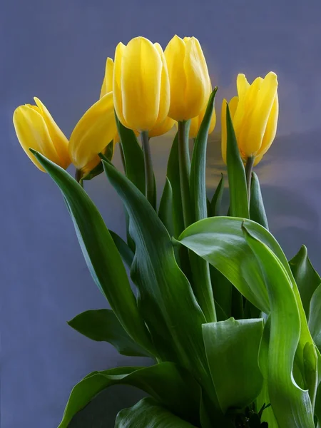 Gelbe Tulpen — Stockfoto