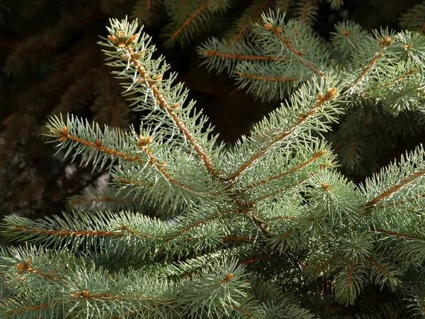 Rameaux de conifères d'épinette — Photo