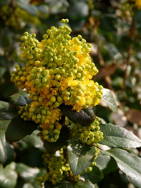 Flor amarela de oregon-planta de uva — Fotografia de Stock