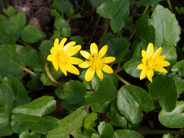 Κίτρινα άνθη του gagea lutea — Φωτογραφία Αρχείου
