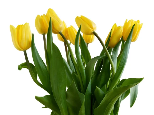 Posy of yellow,pretty tulips — Stock Photo, Image