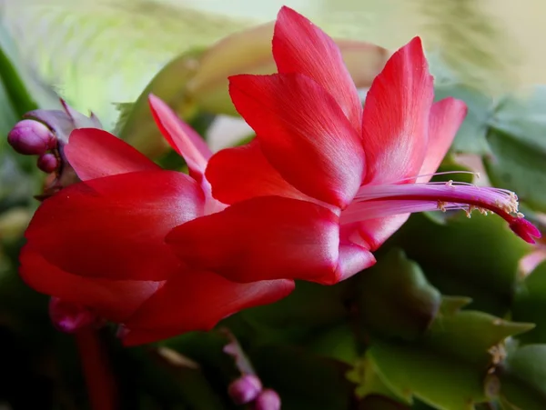 サボテンの赤い花の観葉植物 — ストック写真