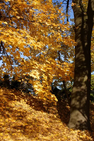 Кленовые деревья с желтыми листьями осенью — стоковое фото