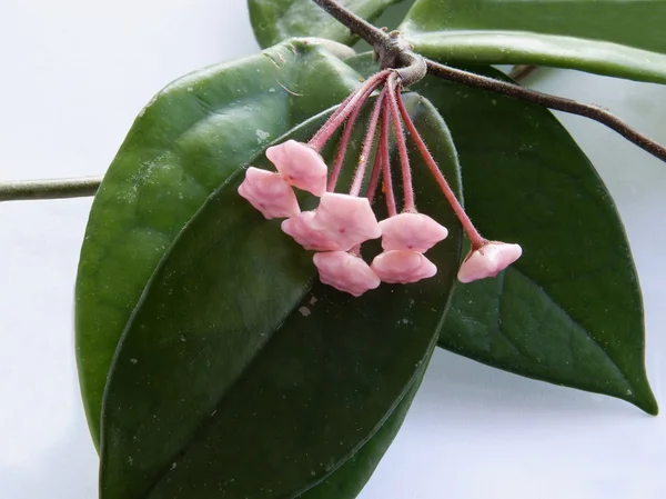 Hoya のピンクの花の観葉植物 — ストック写真