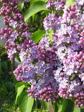 Lila güzel kokulu çiçekler, bahar lilkac Bush 