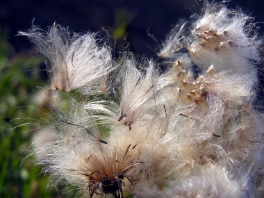 Thistle sonbahar tohumları ile yakın çekim