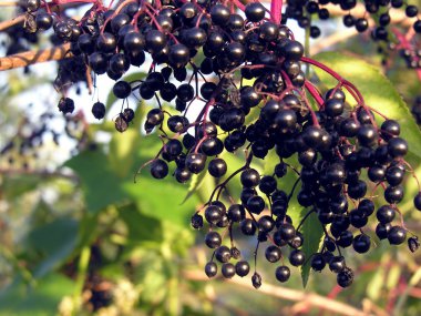 yaşlı Bush siyah çilek