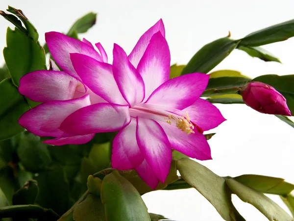 Fiori rosa e bianchi di pianta di cactus — Foto Stock