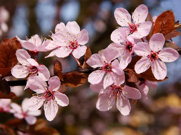 Crabappple tree with pink flowers at spring — Stock Photo, Image