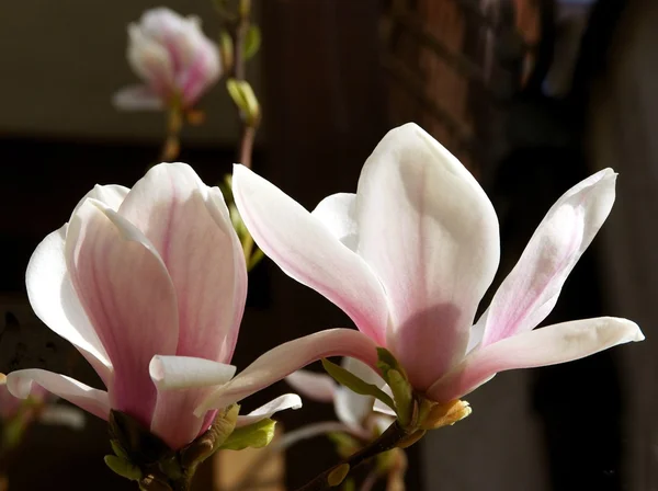 Bonita flor rosa del árbol de magnolia en primavera — Foto de Stock