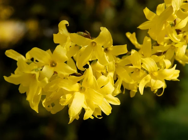 Forsythia arbusto em flor — Fotografia de Stock