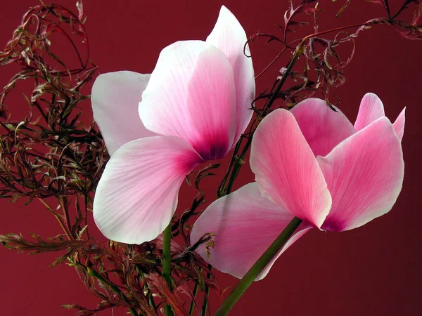 Pink cyclamens close up — Stock Photo, Image