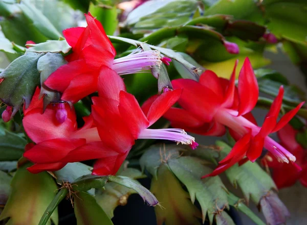 Kwiaty czerwone, dość soczyste rośliny — Zdjęcie stockowe