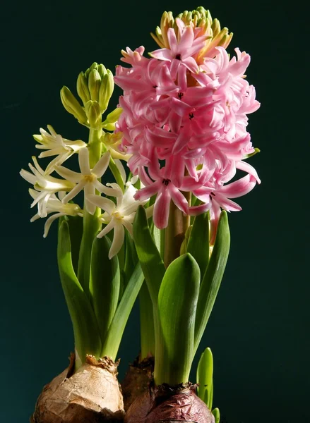 Vitt och rosa hyacint blommor — Stockfoto