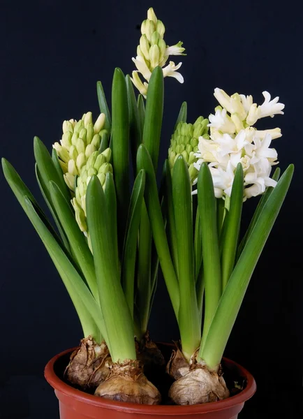 Hyacinth plants in blossm at spring — Stock Photo, Image