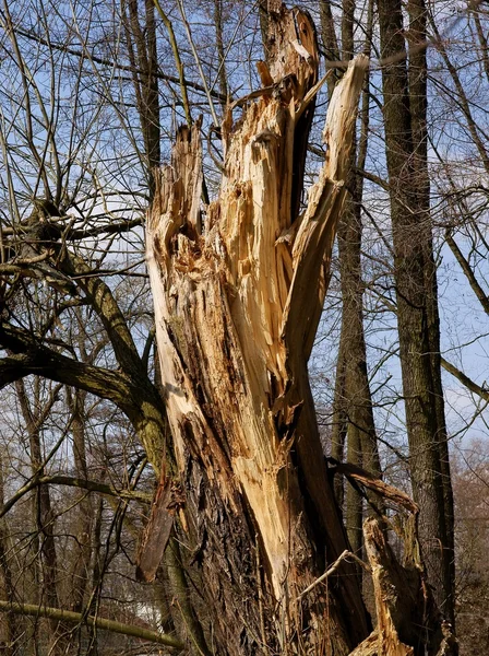 Árvore quebrada no parque — Fotografia de Stock