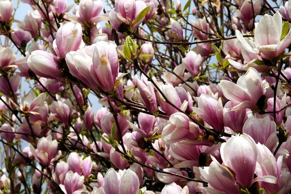 Růžové květy stromu Magnolia — Stock fotografie