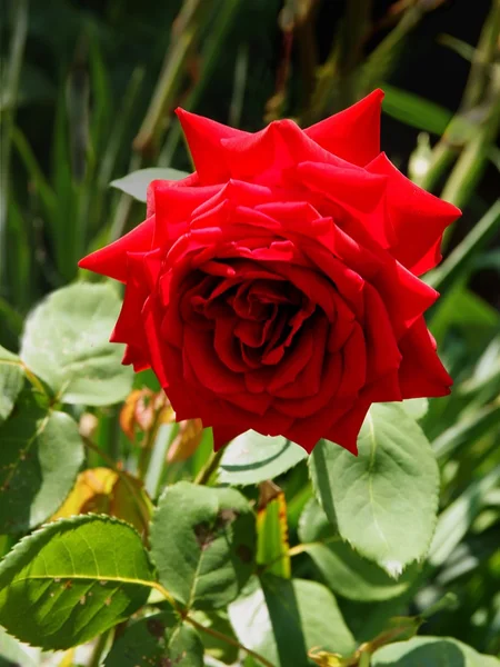 Rosa vermelha florescendo em um jardim — Fotografia de Stock