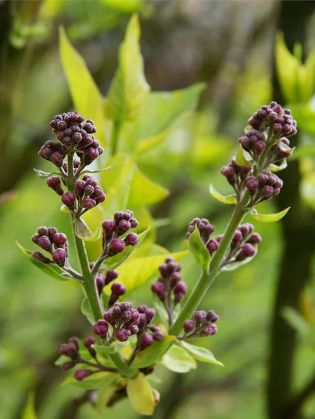 Lila bush med lila blommor och knoppar — Stockfoto